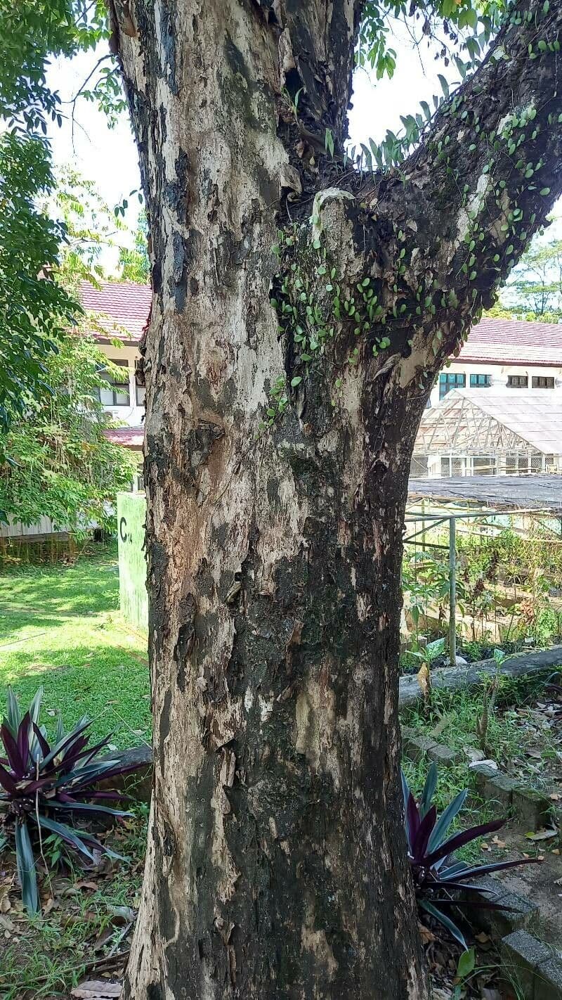 Lagerstroemia splendide 23