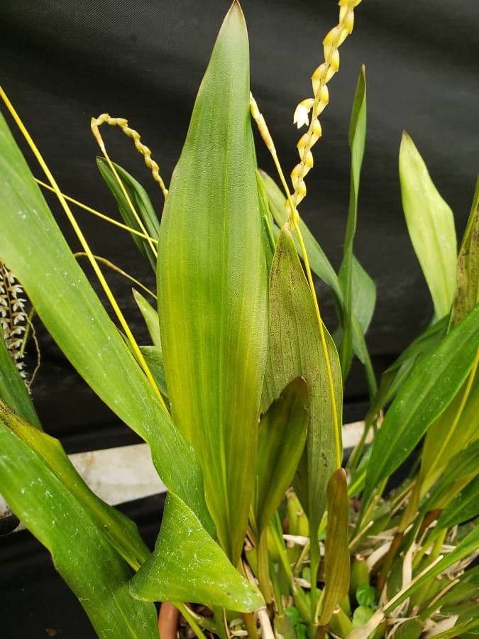 Dendrochilum 10