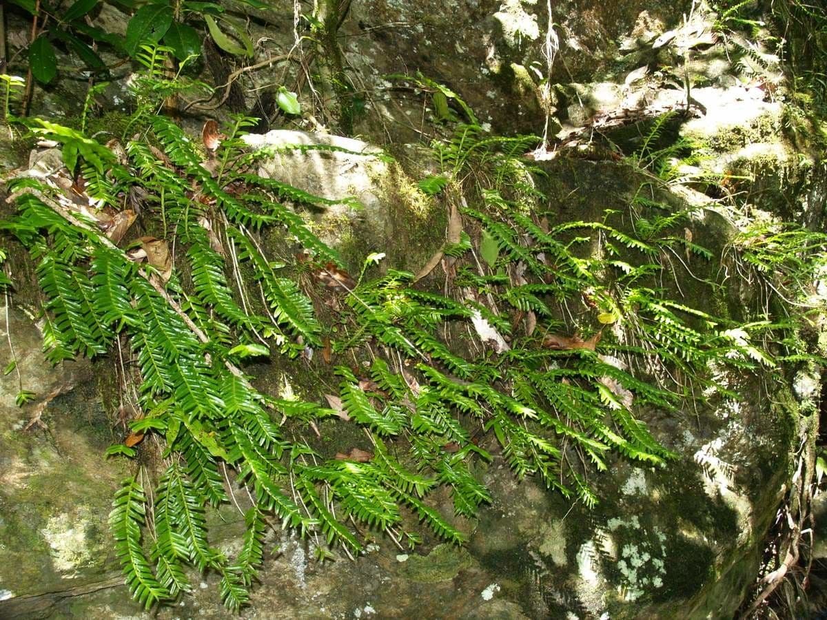 Appendicula 11