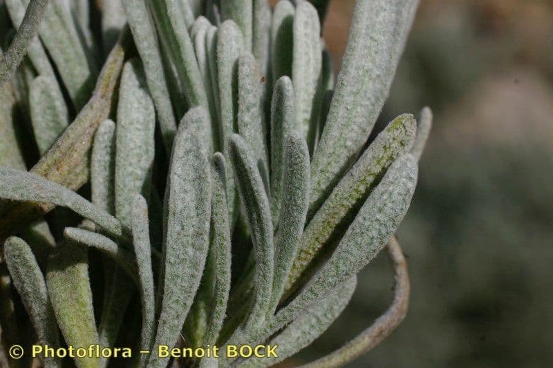 Lavanda lanata 14