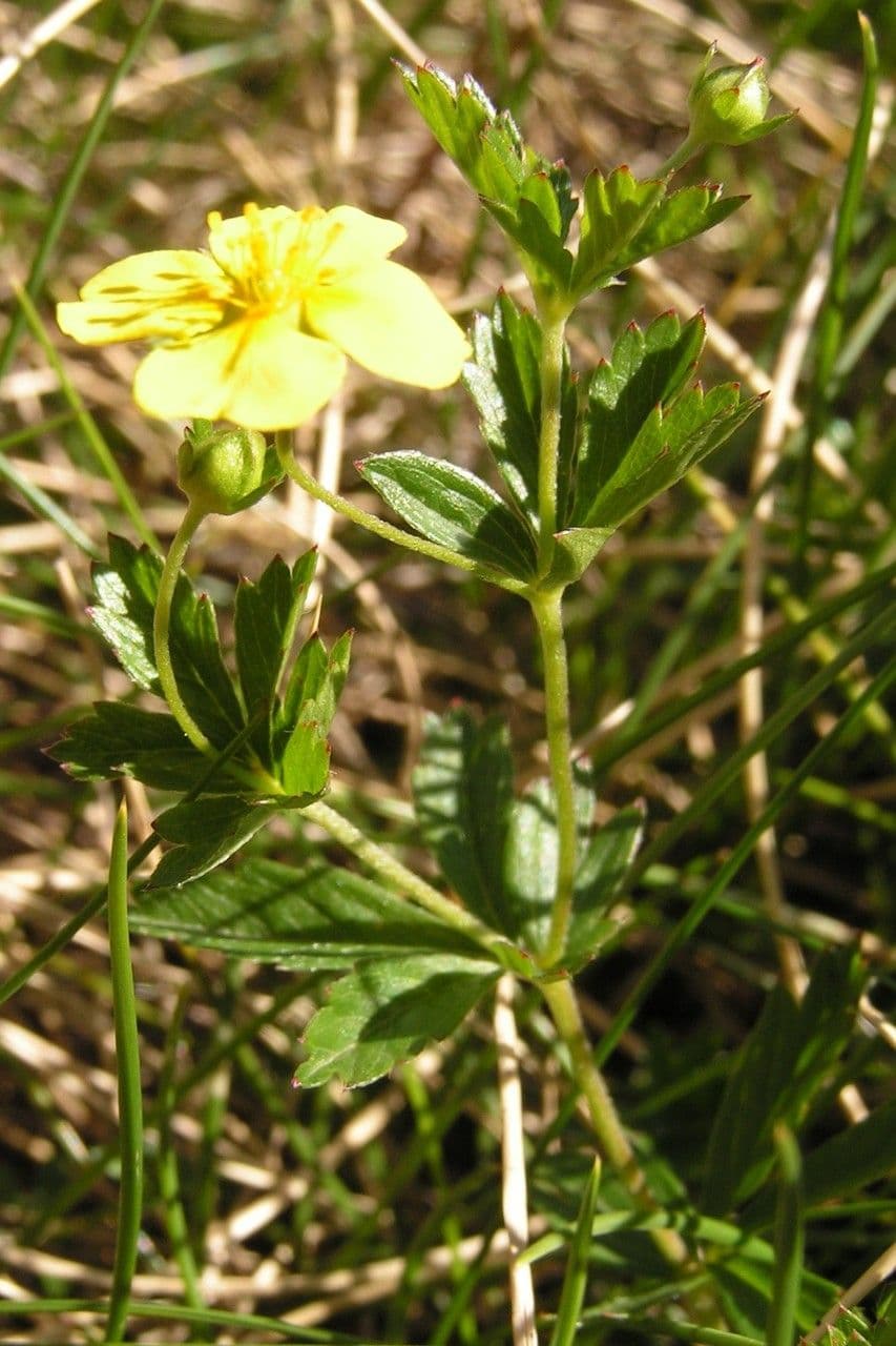 Potentilla pyrenaica 27