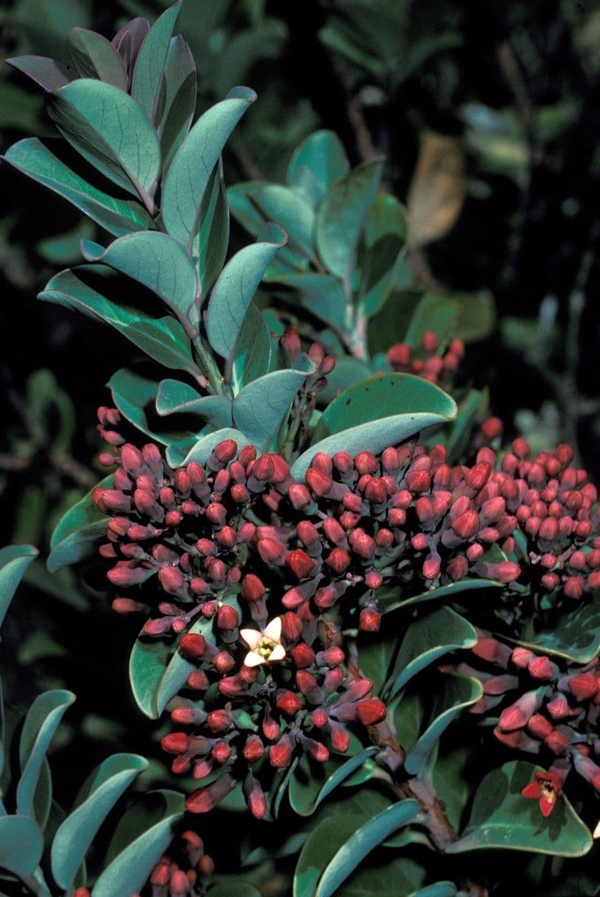 Santalbaum 2