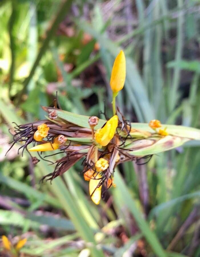 Sisyrinchium