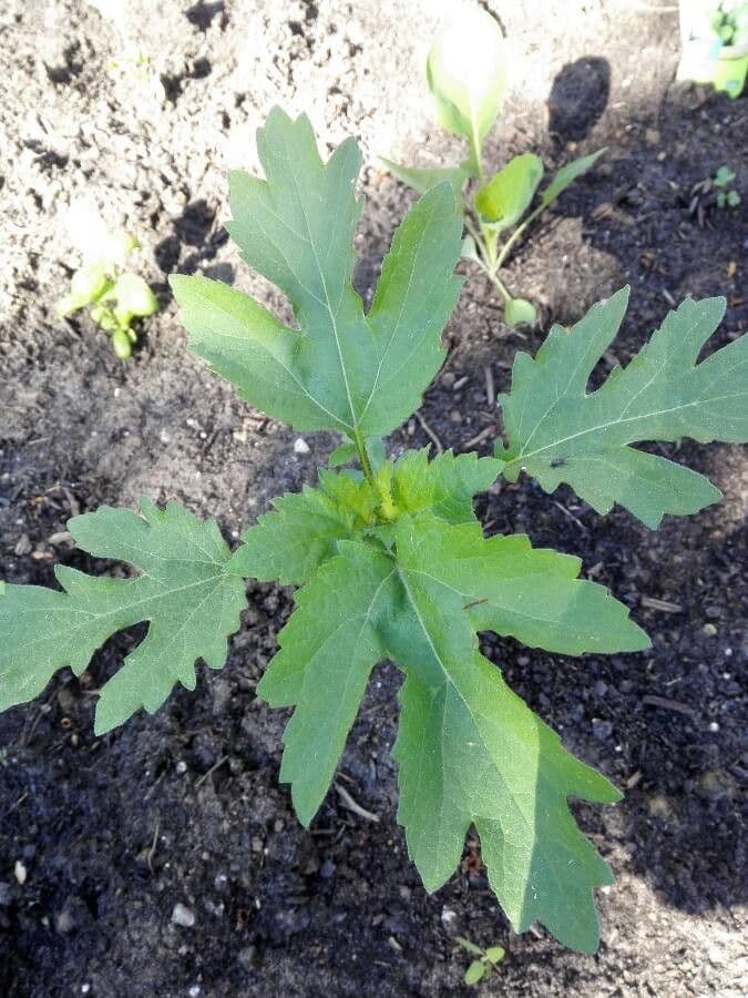 Tithonia diversifolia 17