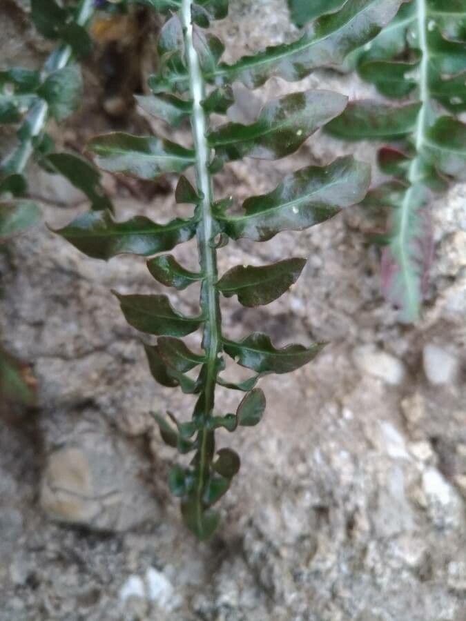 Reseda bianca 18
