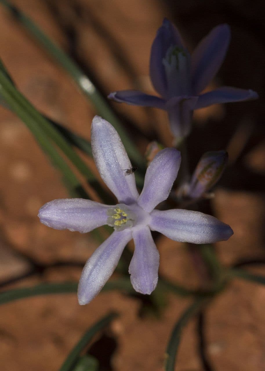 Androstephium 4