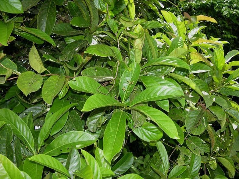 Ocotea pentagonale 3
