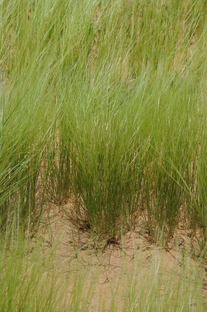 Aristida