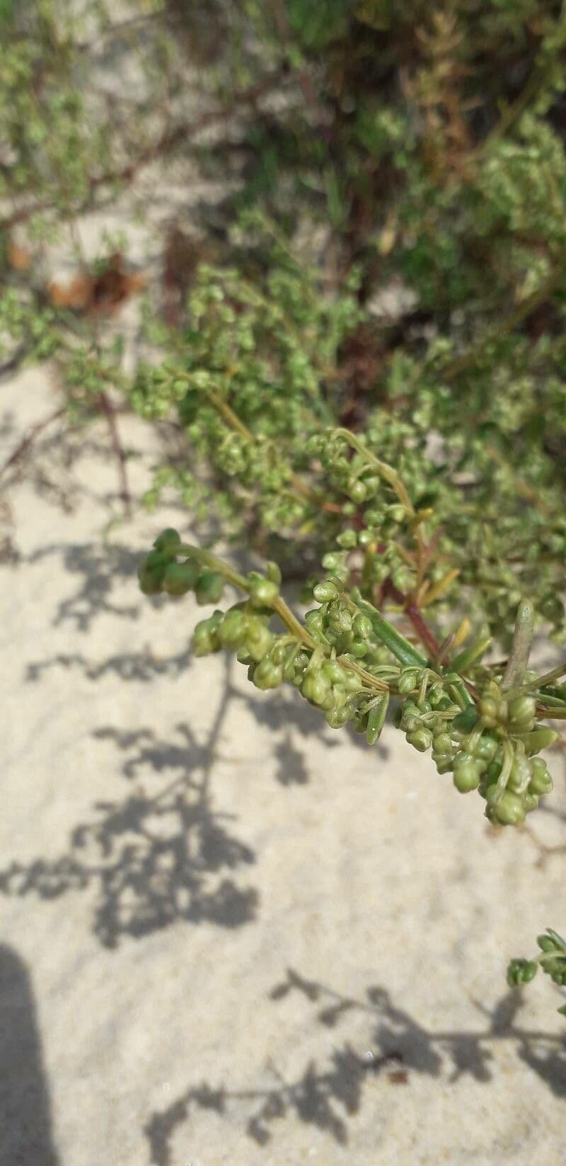 Field sagewort 30