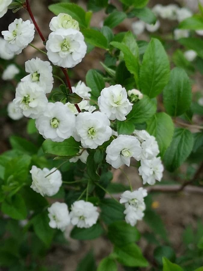 Reeve's spiraea 8