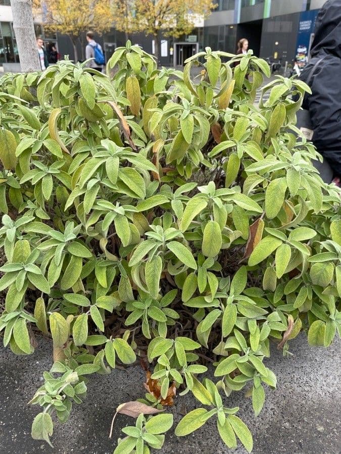 Salvia 17