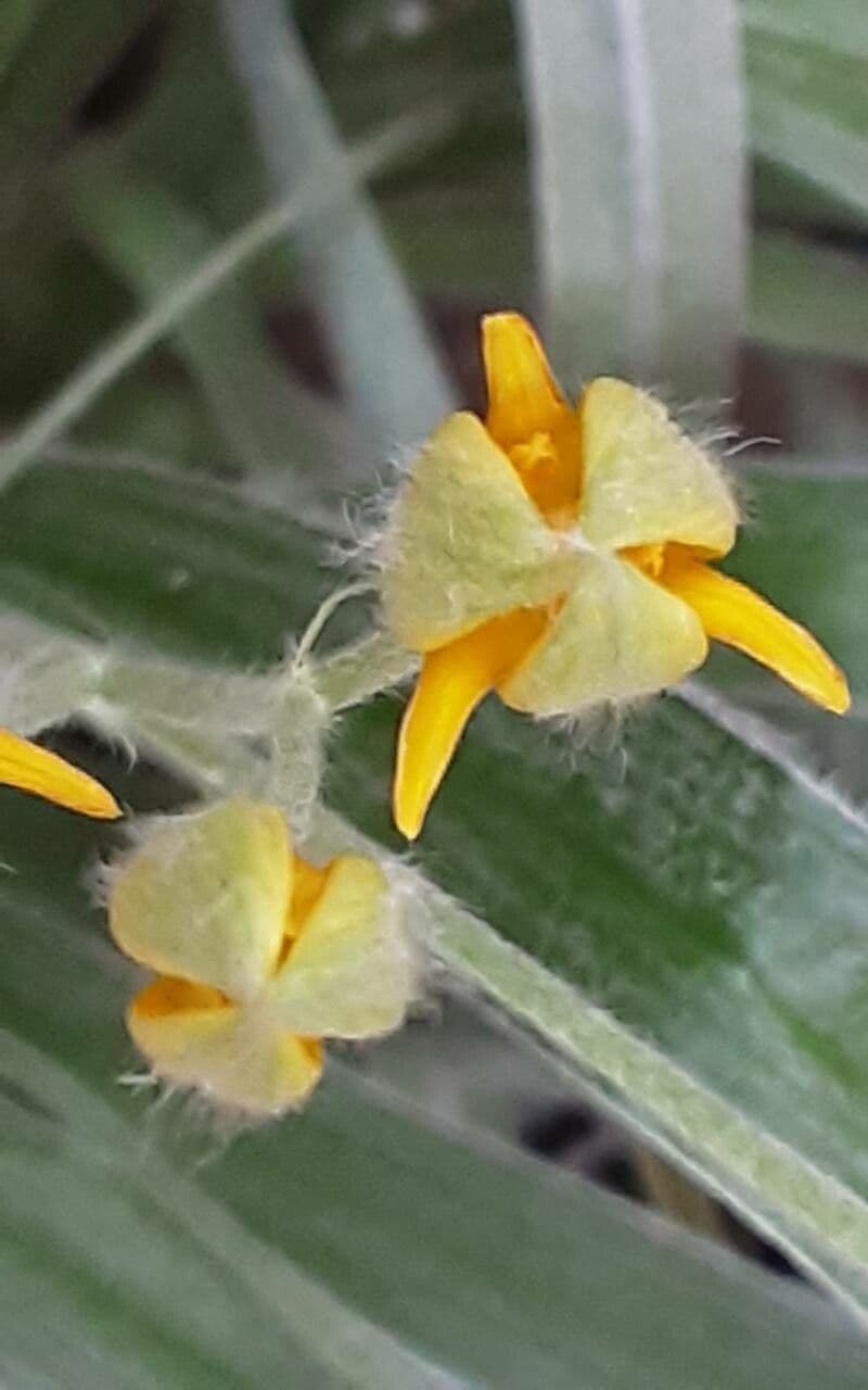 Hypoxis 2
