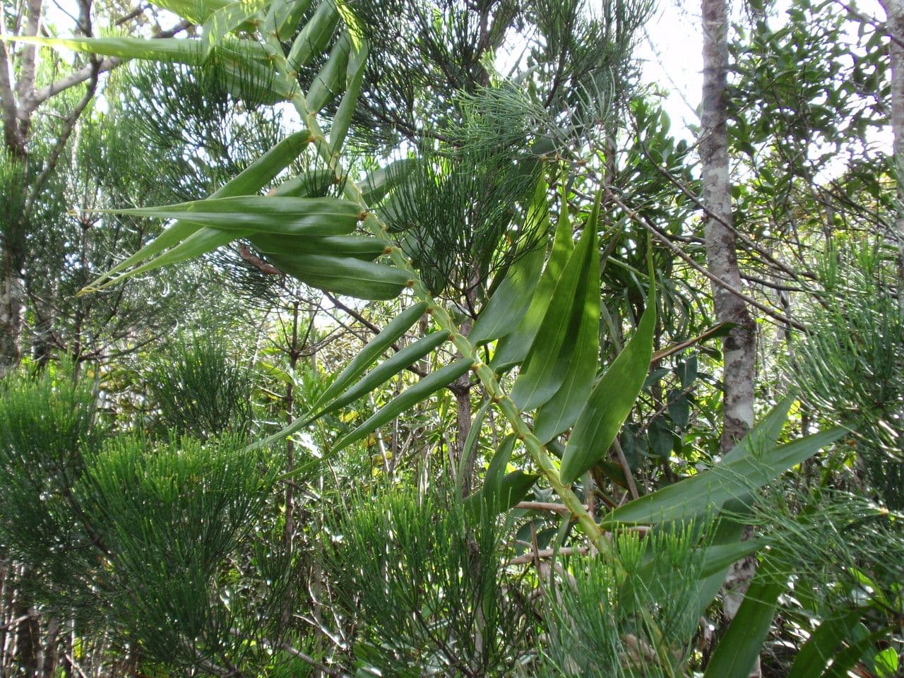 Flagellaria indická 13