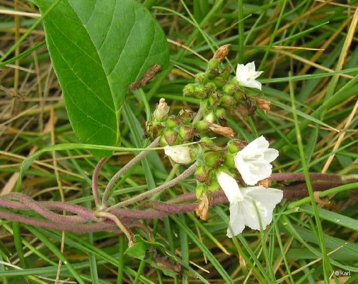 Jacquemontia paniculata