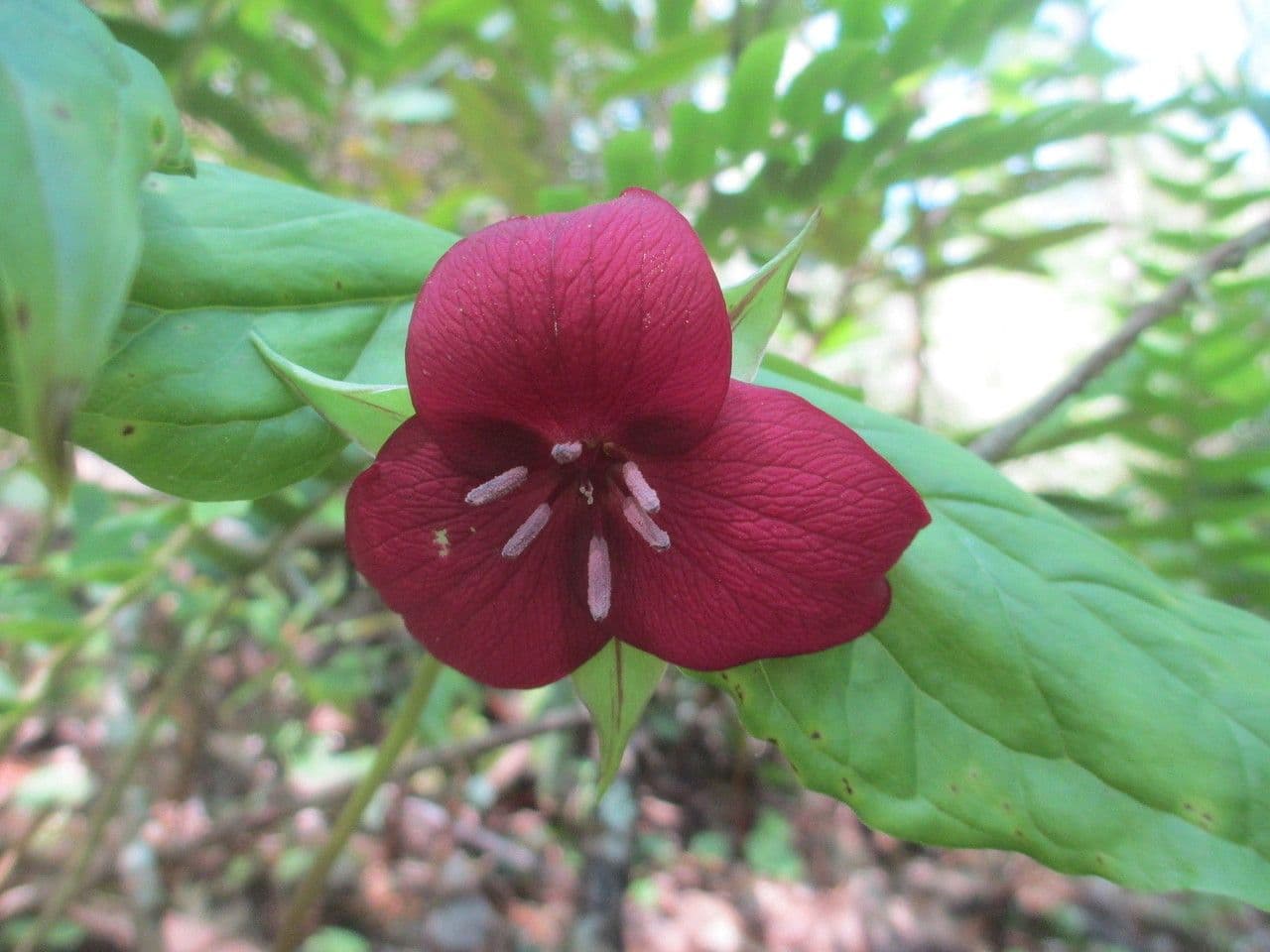 Trillium dulce 2