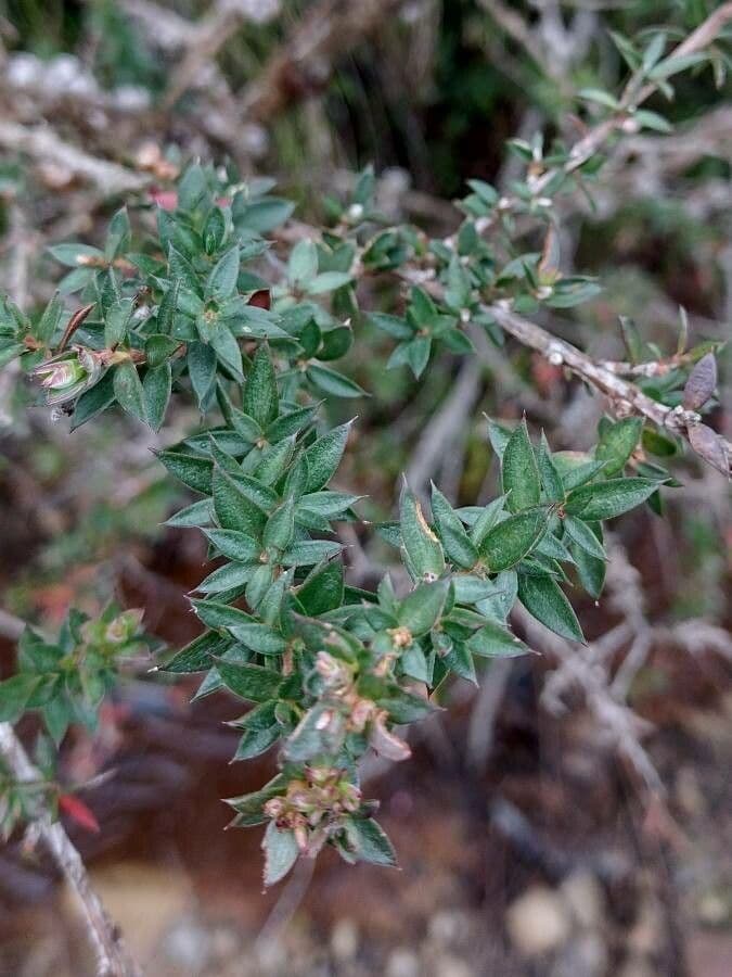 Leptospermum squarrosum 8