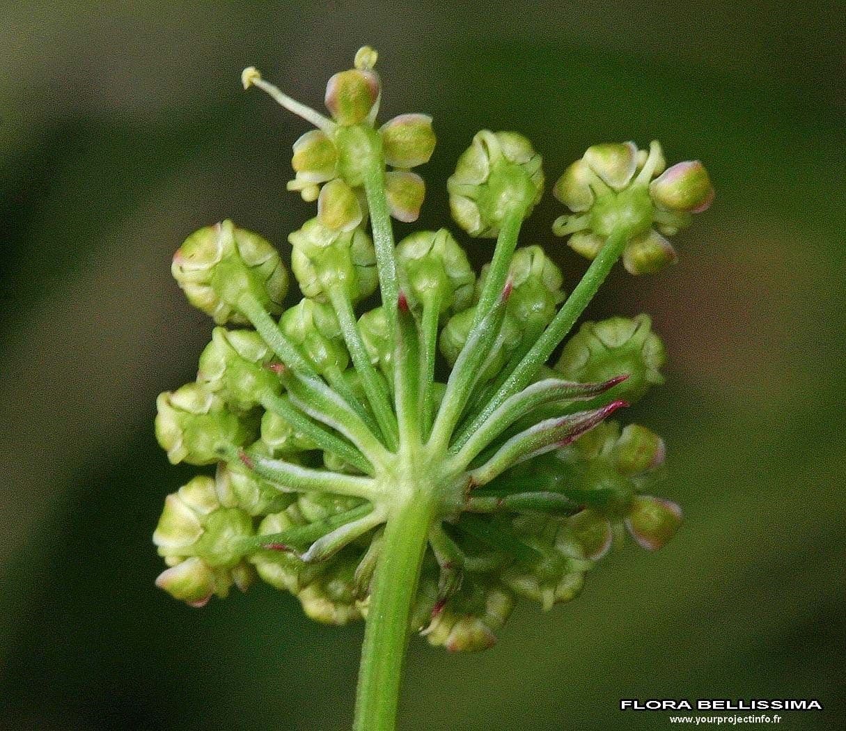 Rosskümmel 2