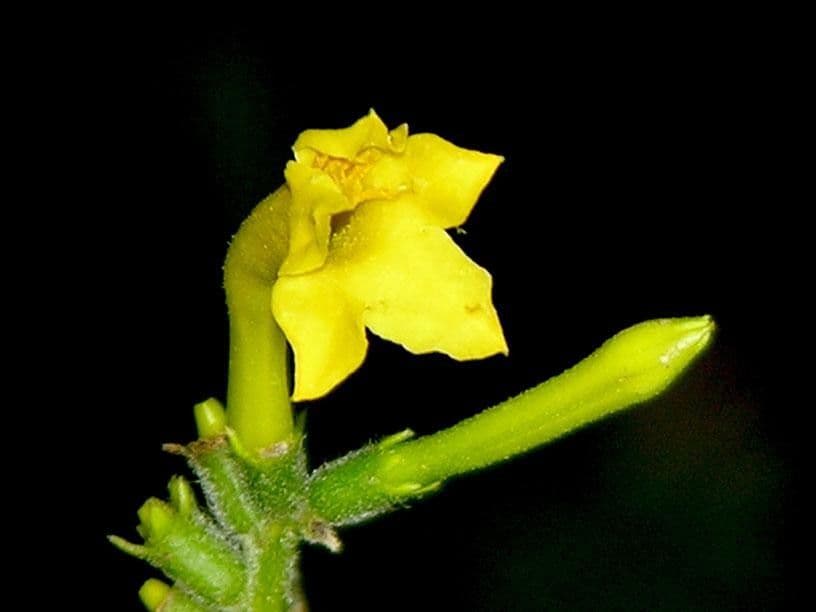 Hamelia 2