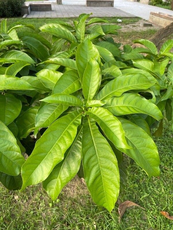 Barringtonia 8