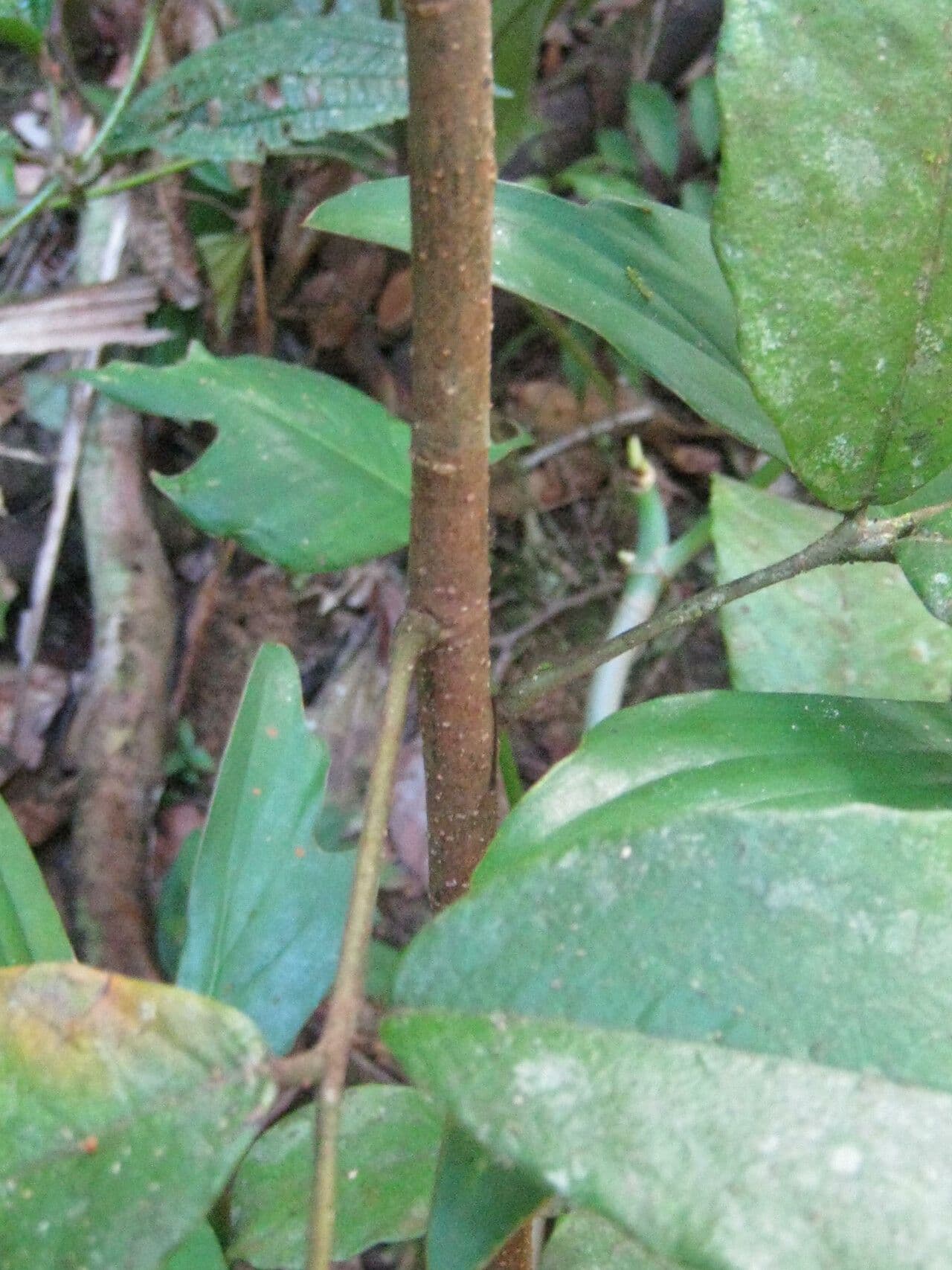 Machaerium quinata