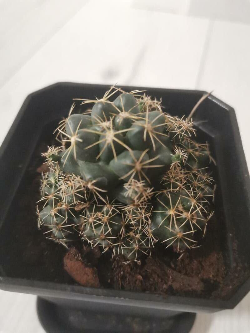 Elephant's tooth 7