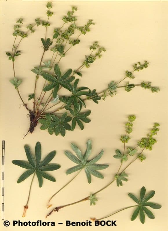 Alchemilla a stelo sottile 12
