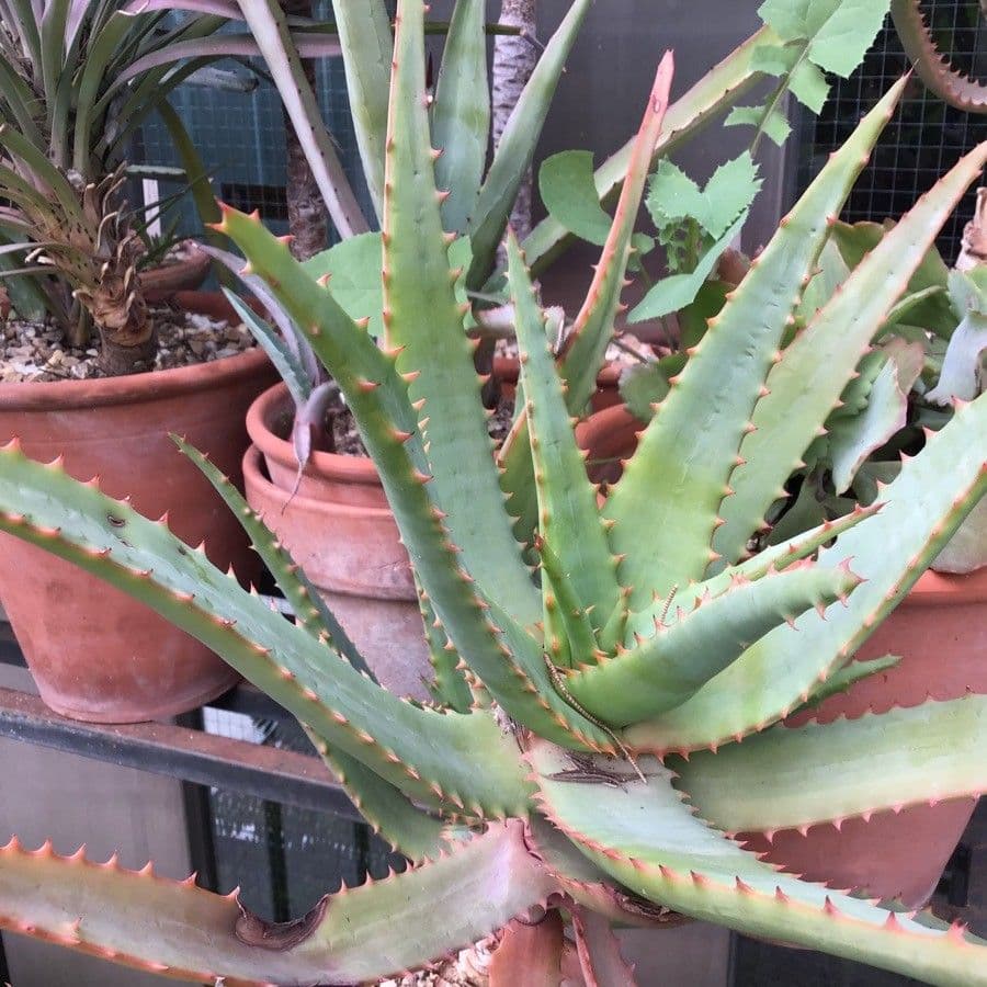Aloe
