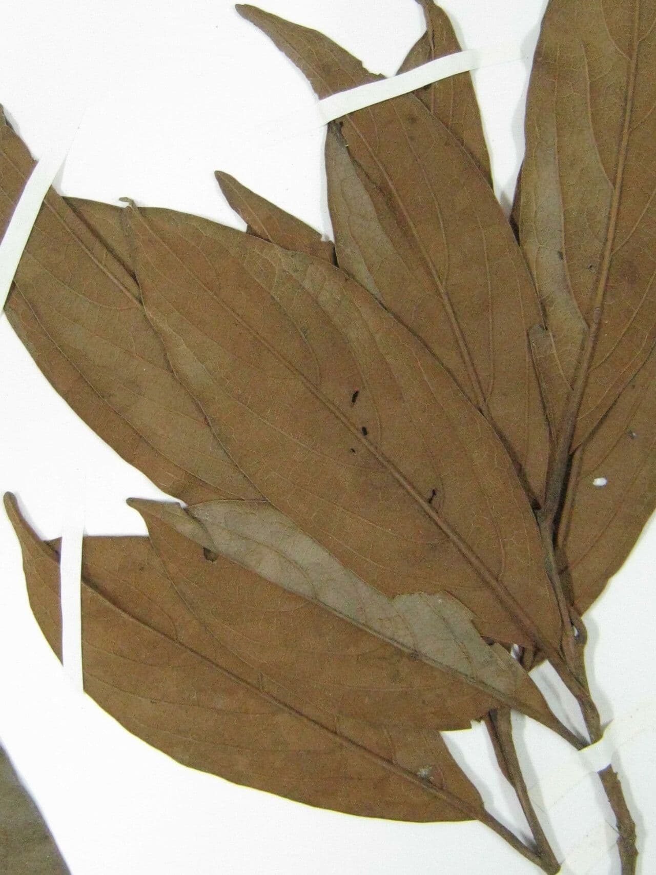 Ocotea 10