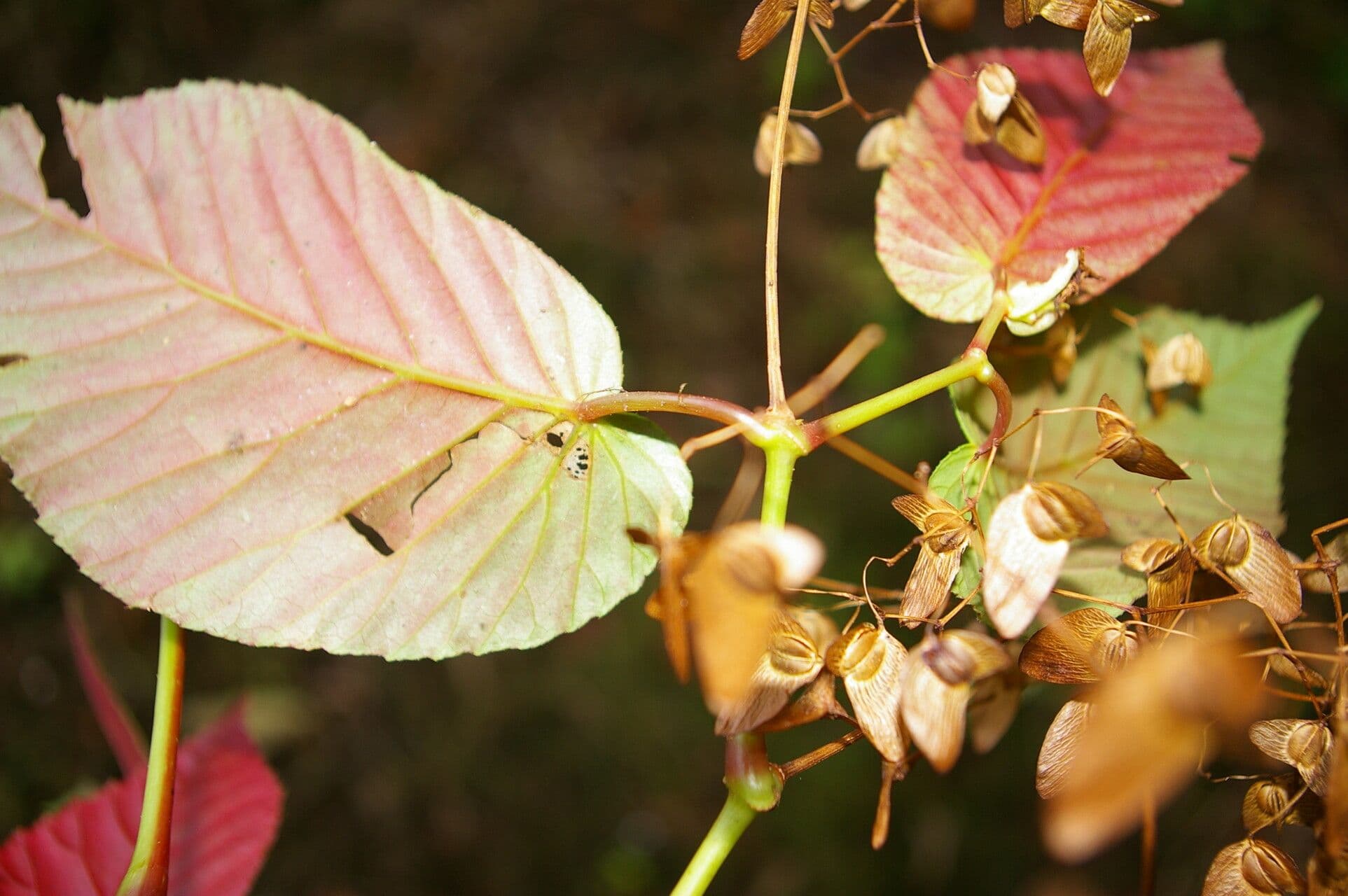 Begonia 3