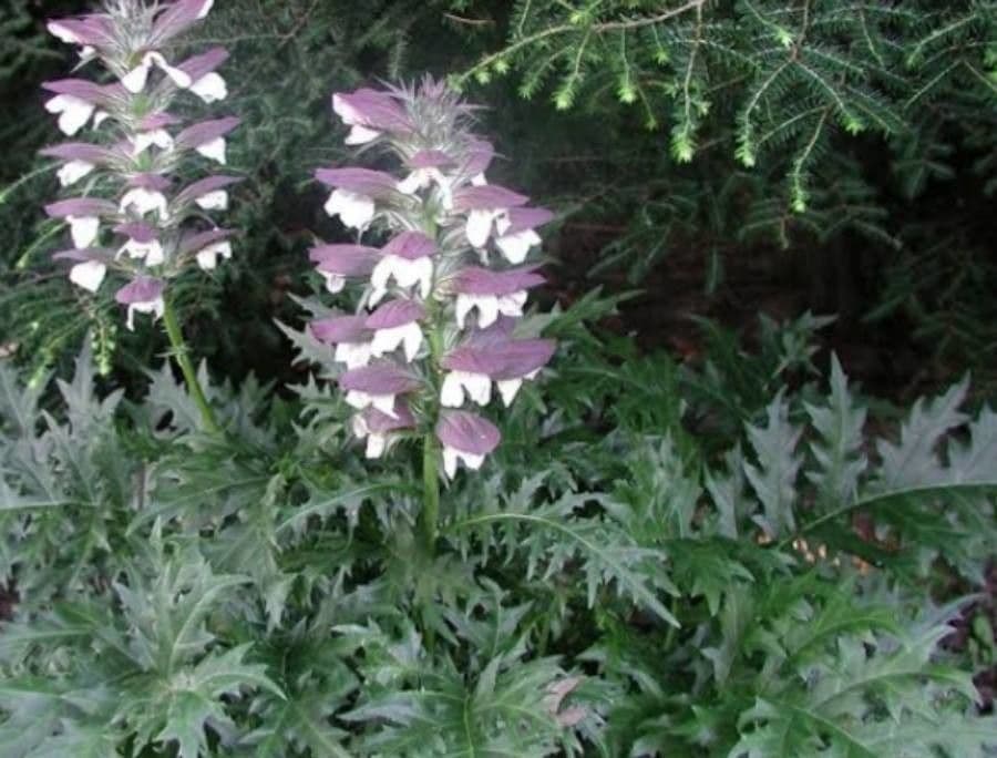 Acantho spinoso 6