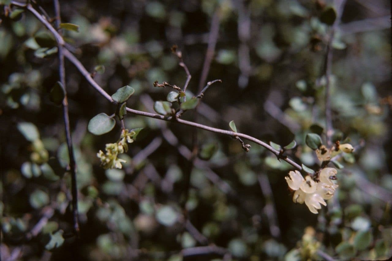 Muehlenbeckia complexa