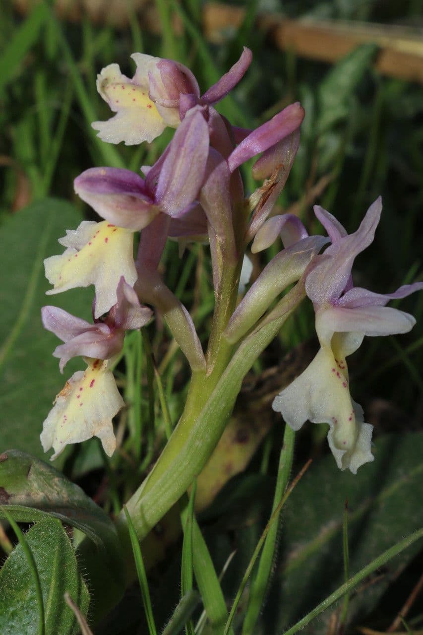 Orchide