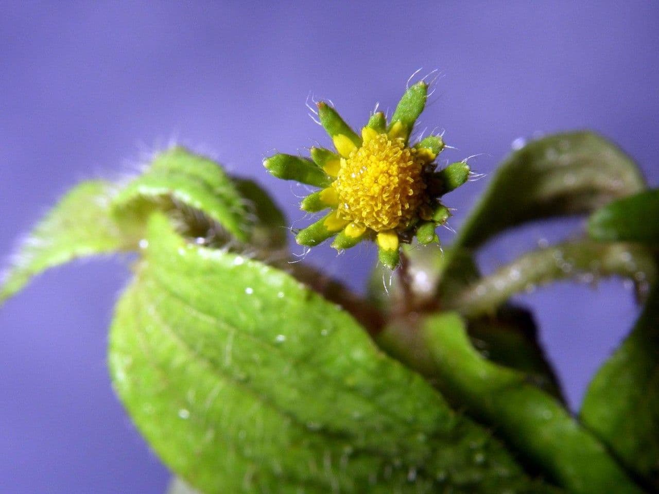 Jaegeria hirsuta 18