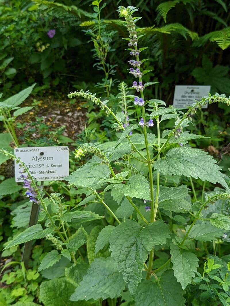 Scutellaria altissima 11