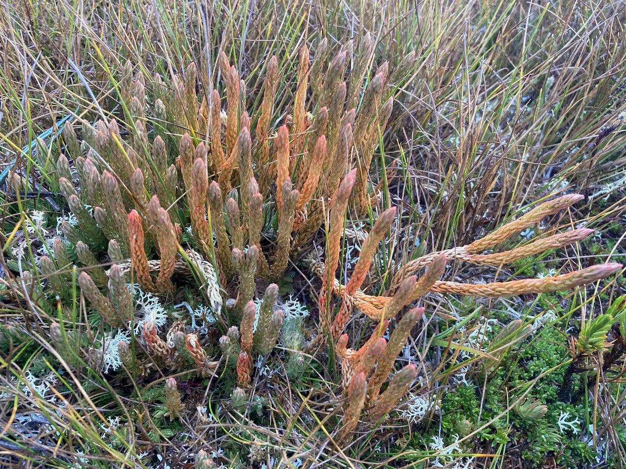 Licopode