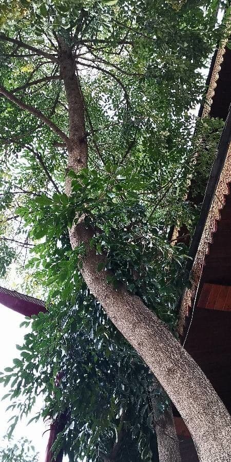 Radermachera sinica 12