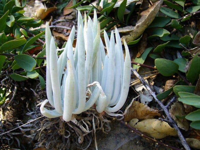 Dudleya densiflora 8