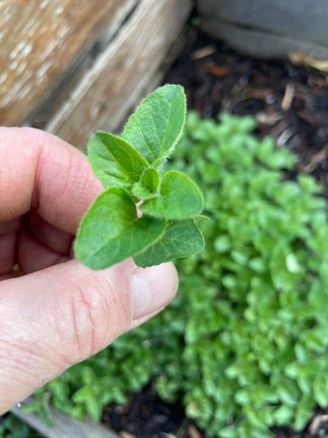 Oregano 11