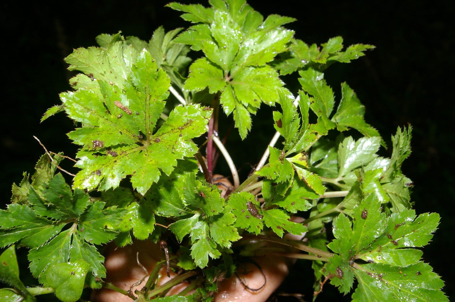 Sanicula 3