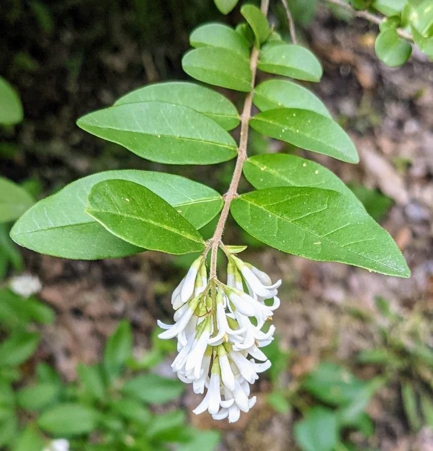 Border privet 9