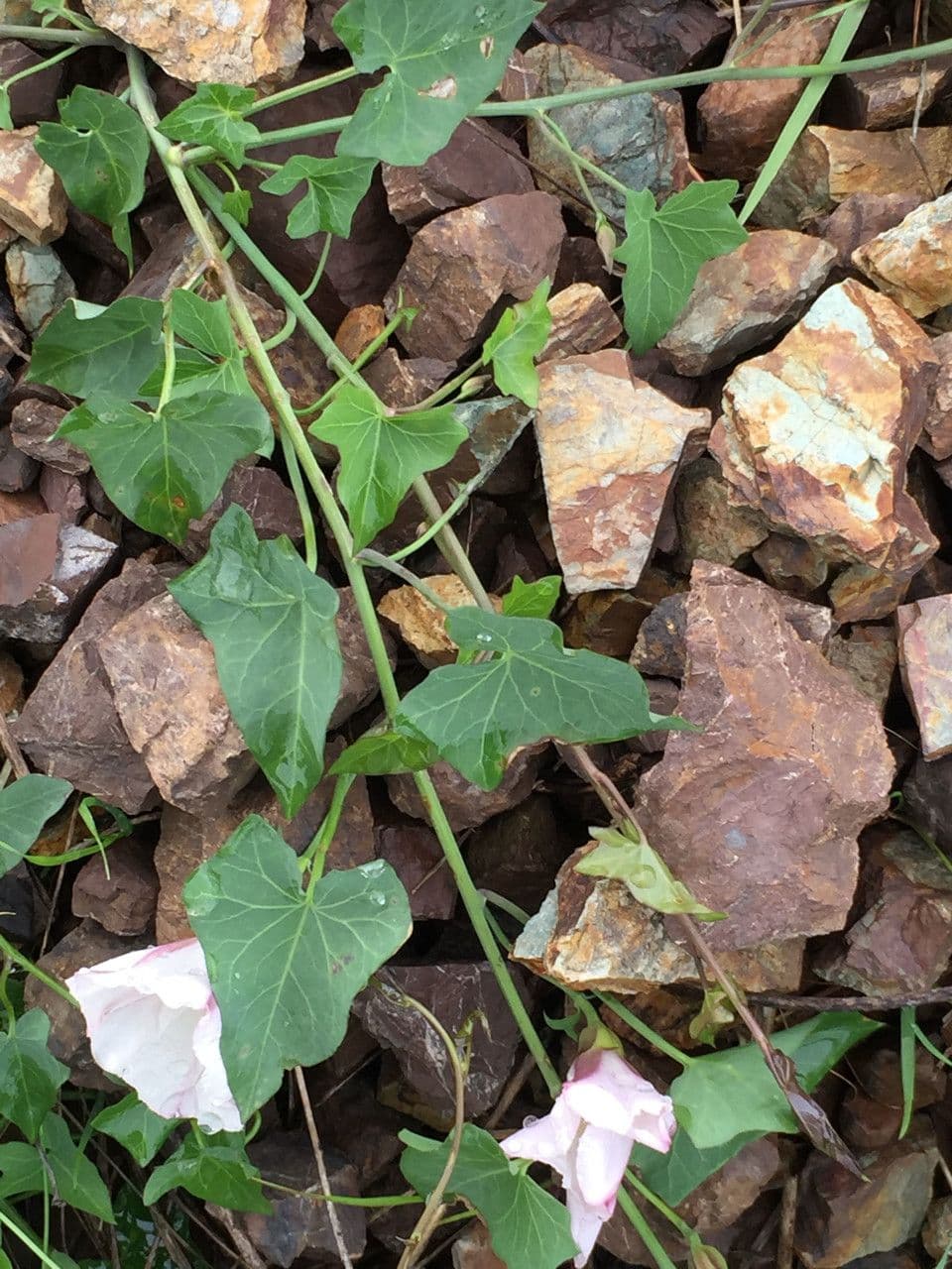 Calystegia porpora 9