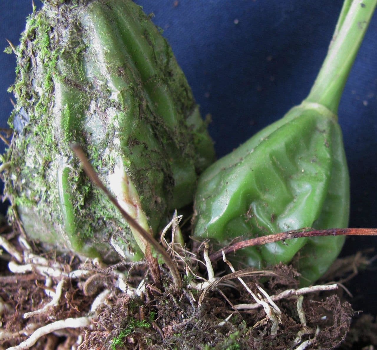 Gongora 3