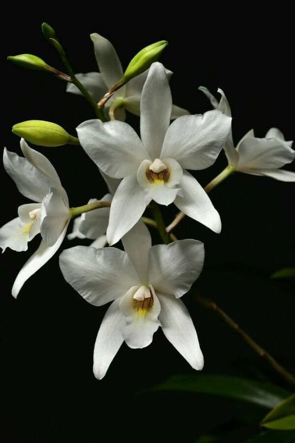Orchidea 4