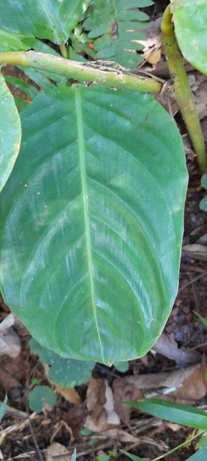 Ctenanthe 5