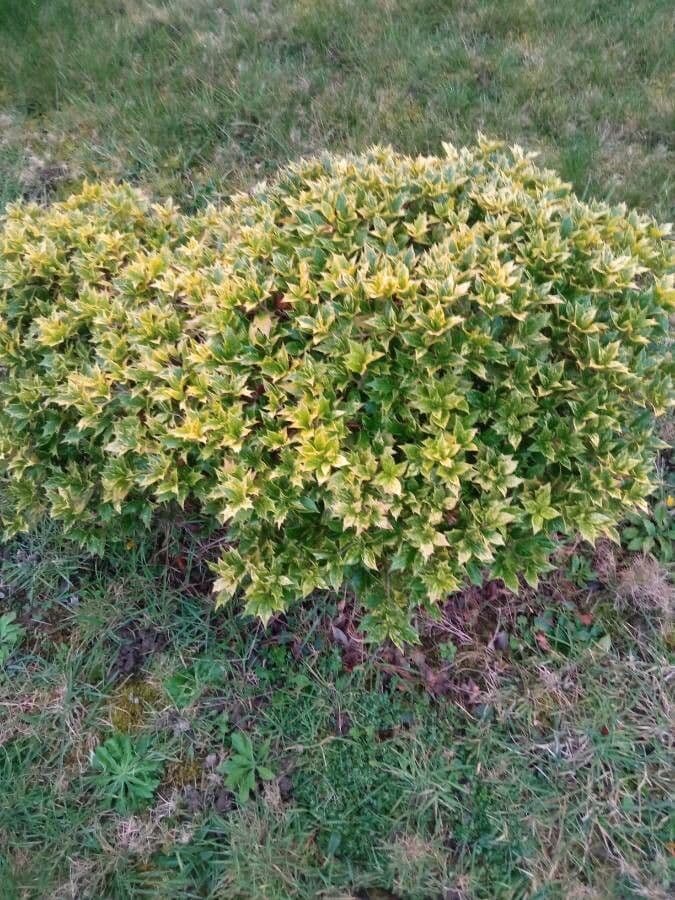 Buntlaub-Duftblume 11
