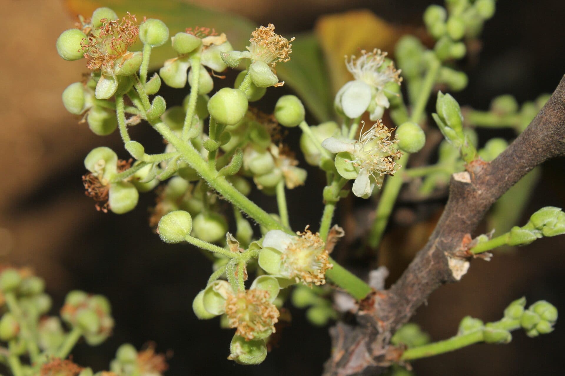 Curatella americana 6