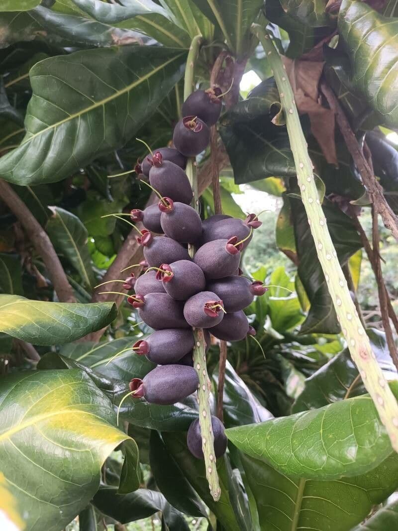 Barringtonia 2