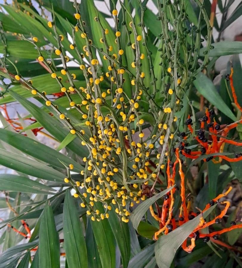 Chamaedorea 7