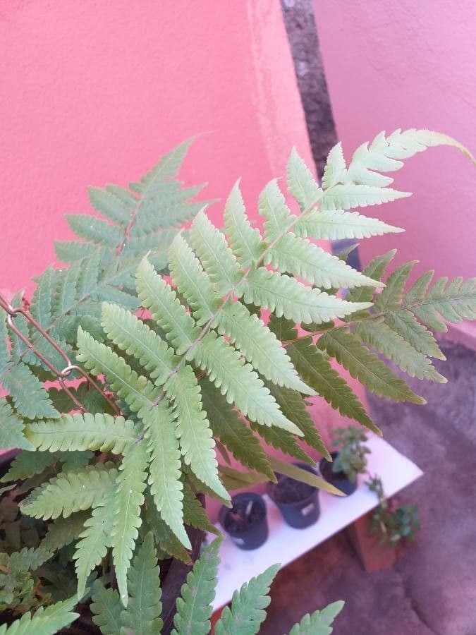 Macrothelypteris 7