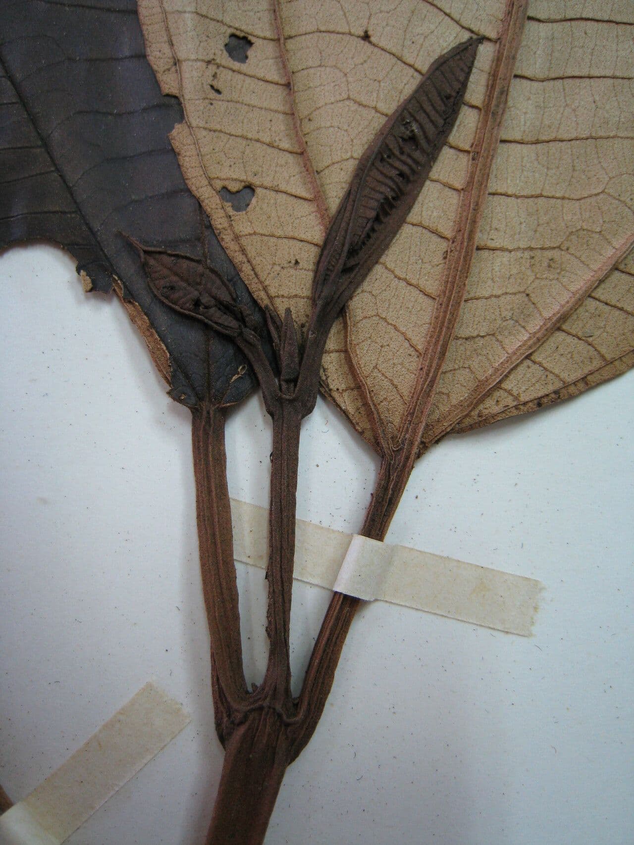Miconia punteggiata 16